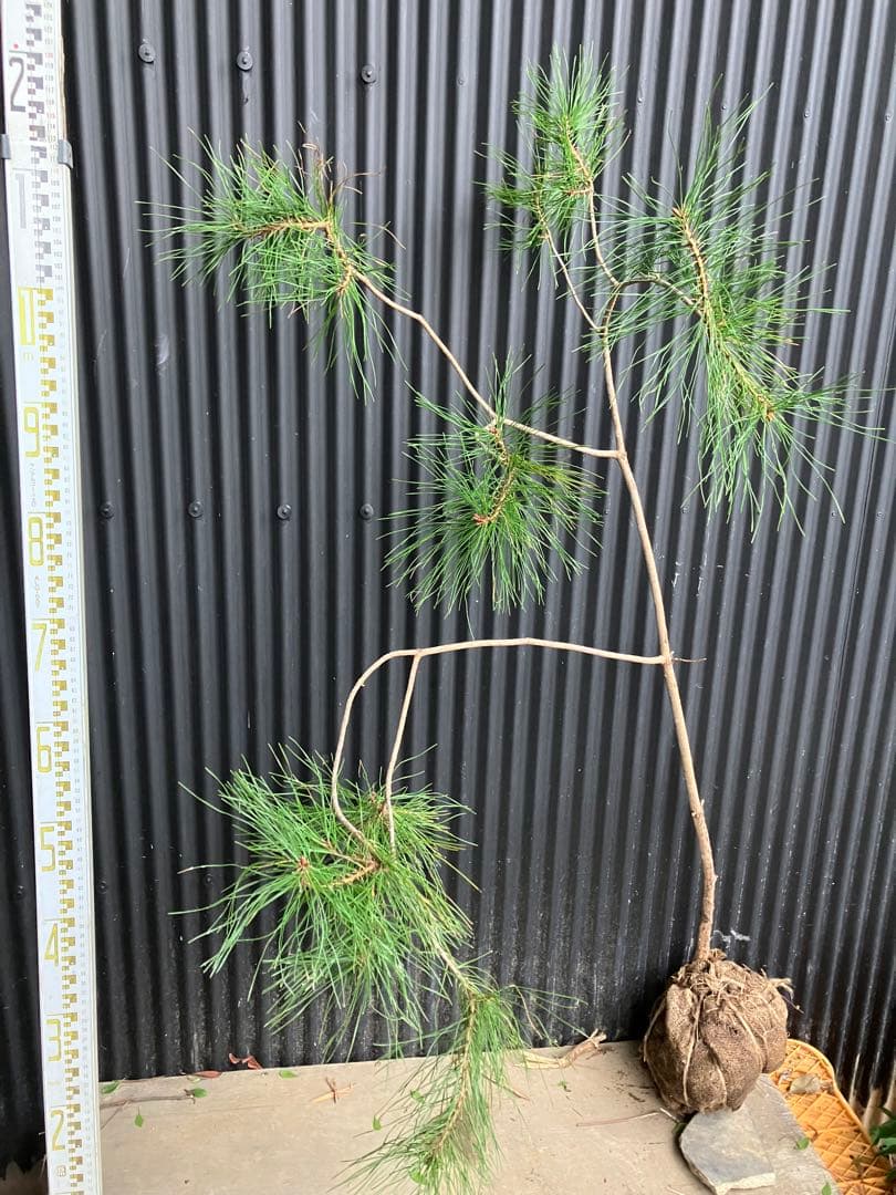 山採り　アカマツ