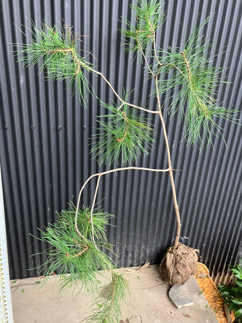 山採り　アカマツ