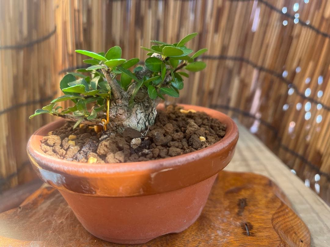 ✨✨✨オキナワオオハマボウ【◎良品素材】検/ユウナハート葉♪happyセール♪