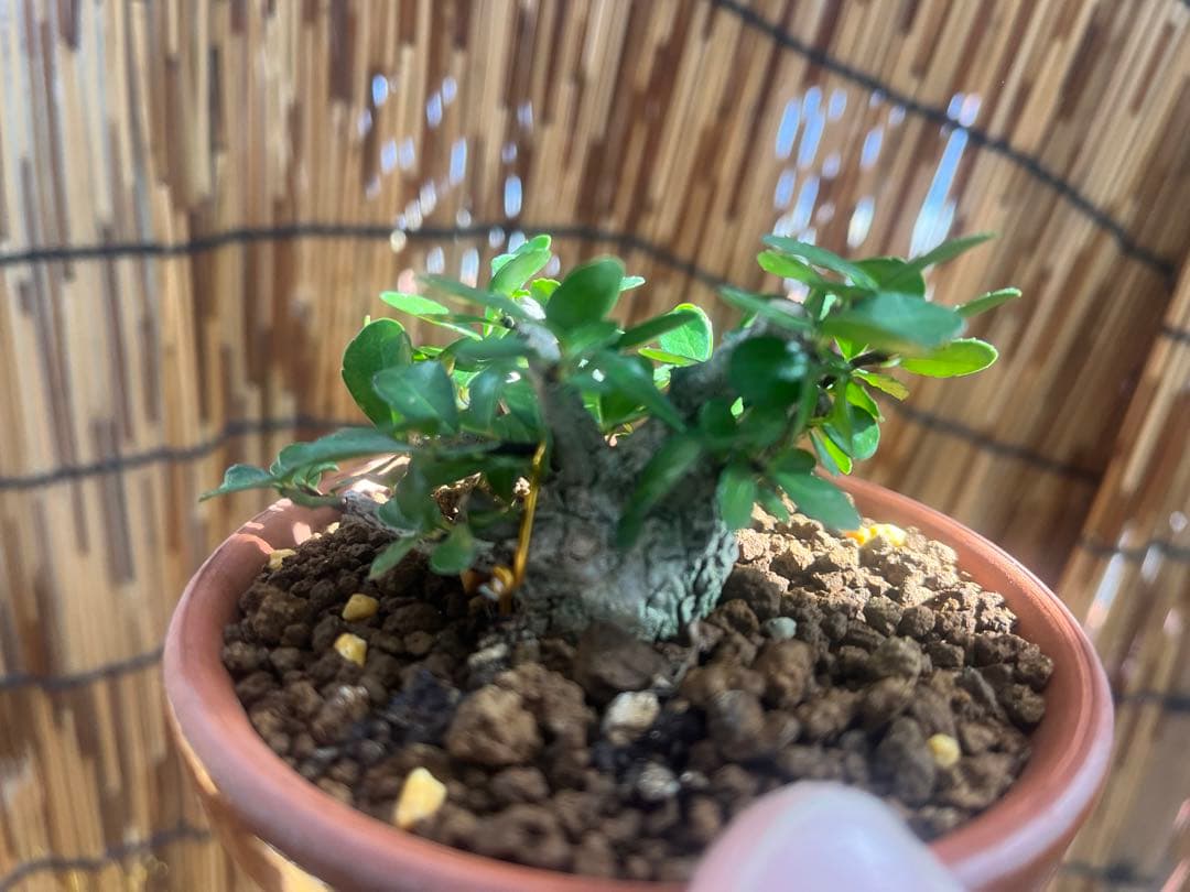 ✨✨✨オキナワオオハマボウ【◎良品素材】検/ユウナハート葉♪happyセール♪