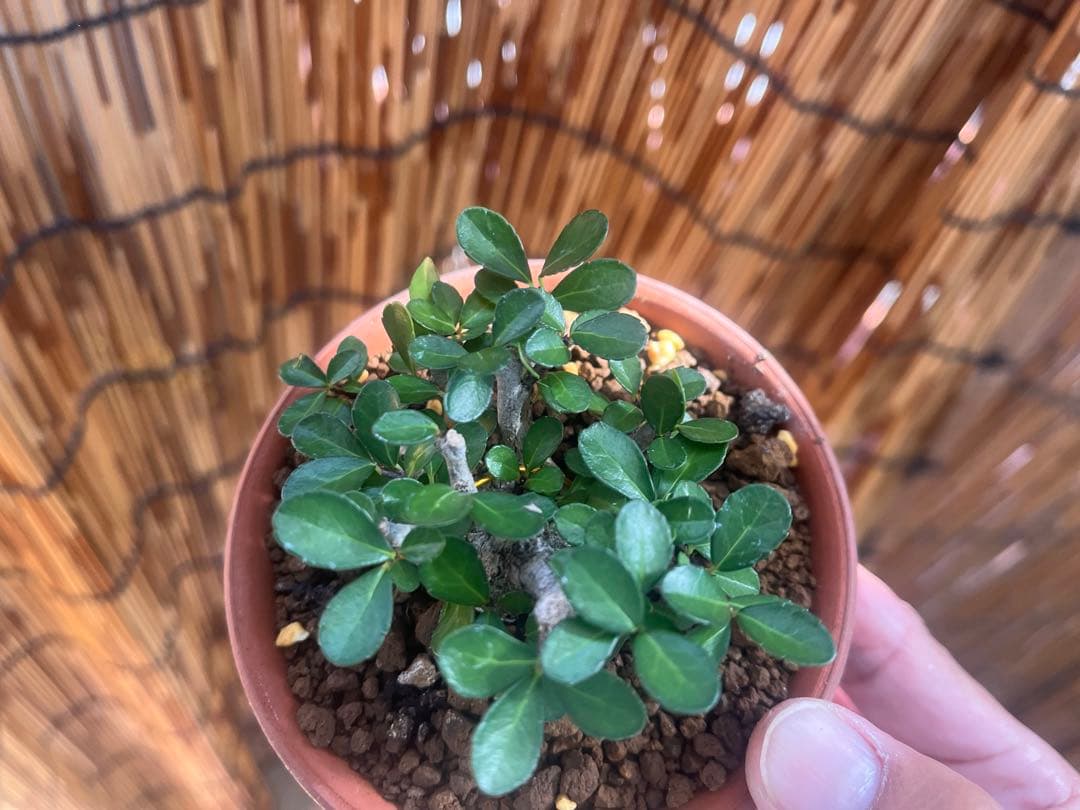 ✨✨✨オキナワオオハマボウ【◎良品素材】検/ユウナハート葉♪happyセール♪