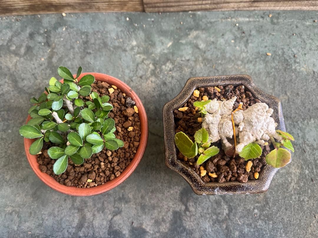 ✨✨✨オキナワオオハマボウ【◎良品素材】検/ユウナハート葉♪happyセール♪