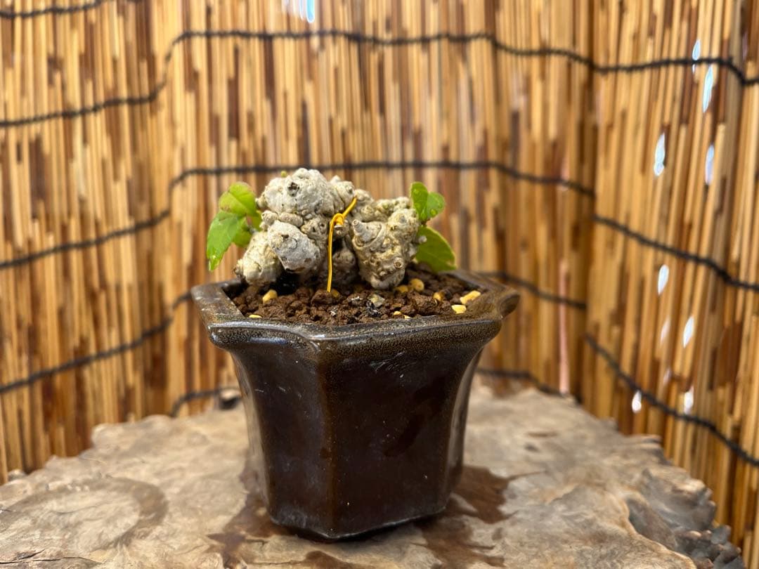 ✨✨✨オキナワオオハマボウ【◎良品素材】検/ユウナハート葉♪happyセール♪