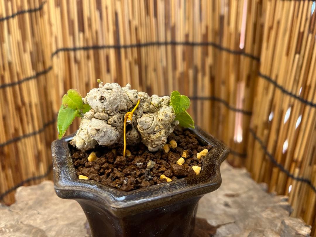 ✨✨✨オキナワオオハマボウ【◎良品素材】検/ユウナハート葉♪happyセール♪