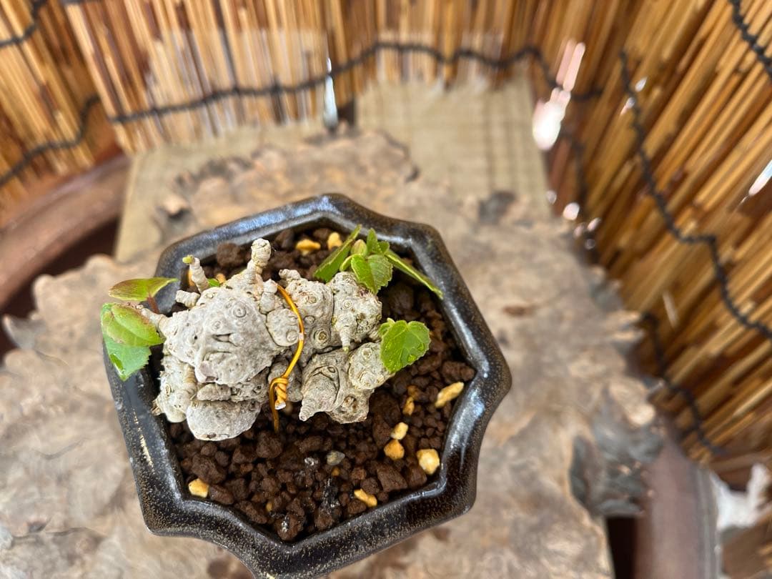 ✨✨✨オキナワオオハマボウ【◎良品素材】検/ユウナハート葉♪happyセール♪