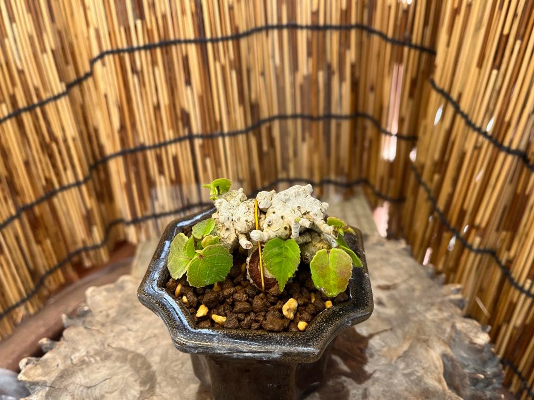 ✨✨✨オキナワオオハマボウ【◎良品素材】検/ユウナハート葉♪happyセール♪