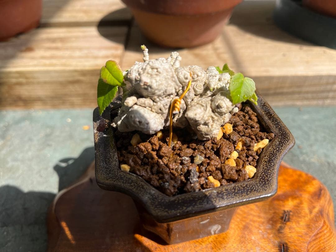 ✨✨✨オキナワオオハマボウ【◎良品素材】検/ユウナハート葉♪happyセール♪