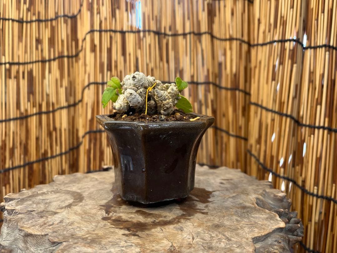 ✨✨✨オキナワオオハマボウ【◎良品素材】検/ユウナハート葉♪happyセール♪