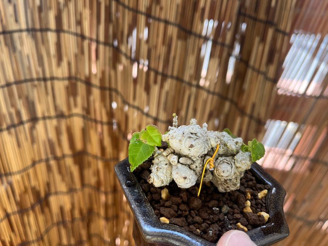 ✨✨✨オキナワオオハマボウ【◎良品素材】検/ユウナハート葉♪happyセール♪