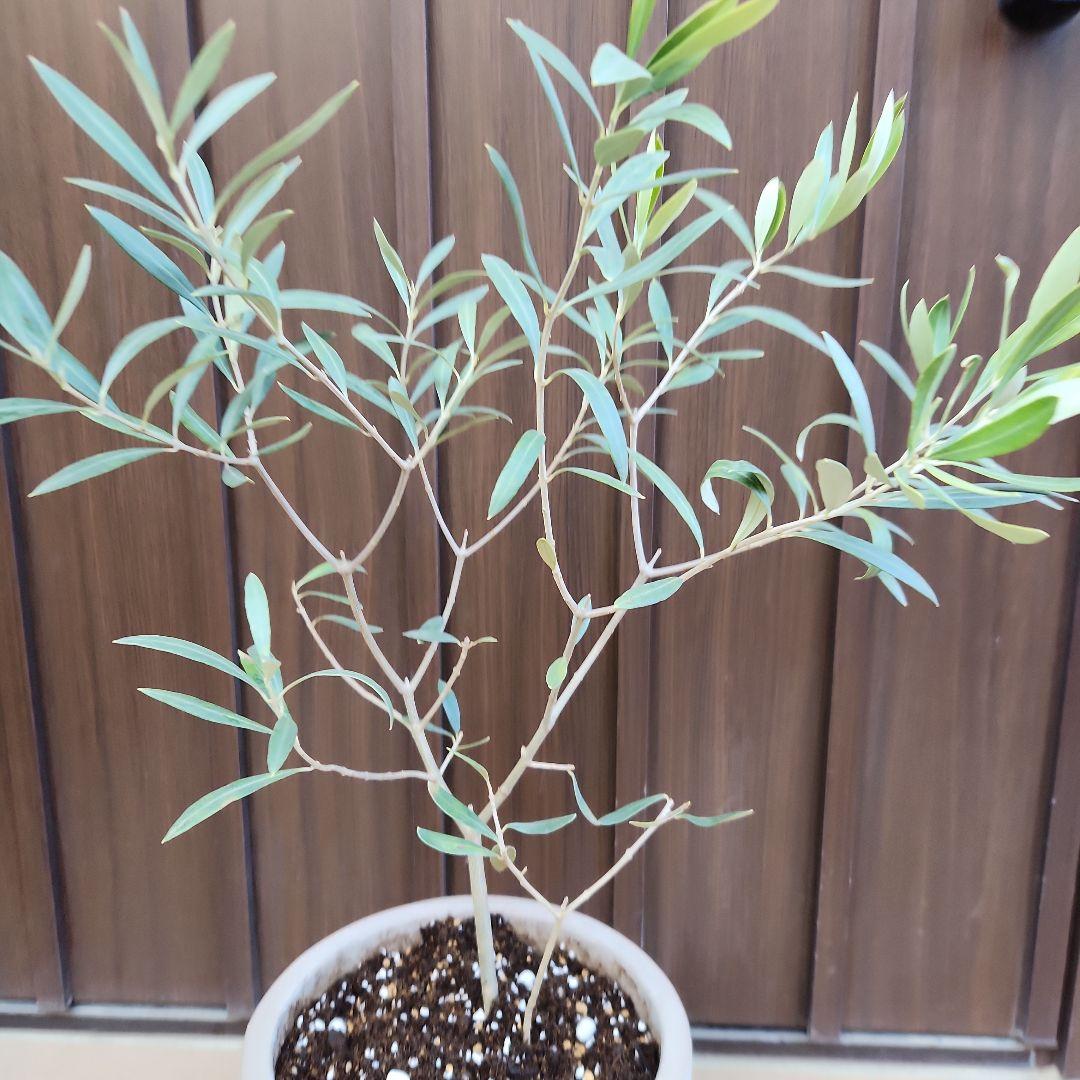 オリーブの木　チプレッシーノ　テラコッタ鉢植え　苗