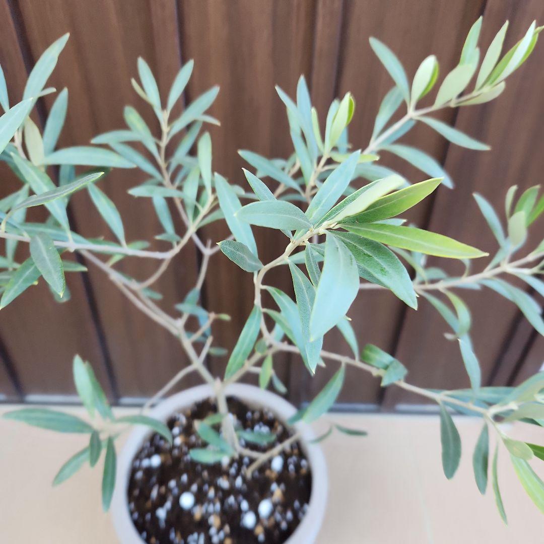 オリーブの木　チプレッシーノ　テラコッタ鉢植え　苗