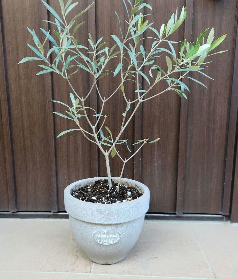 オリーブの木　チプレッシーノ　テラコッタ鉢植え　苗