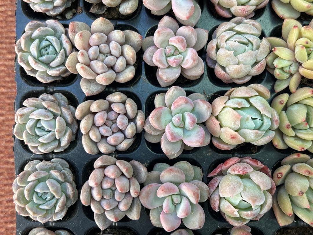 多肉植物 プラグ苗 70個セット ㉕ 【手入れ済】エケベリア 韓国苗 詰め合わせ