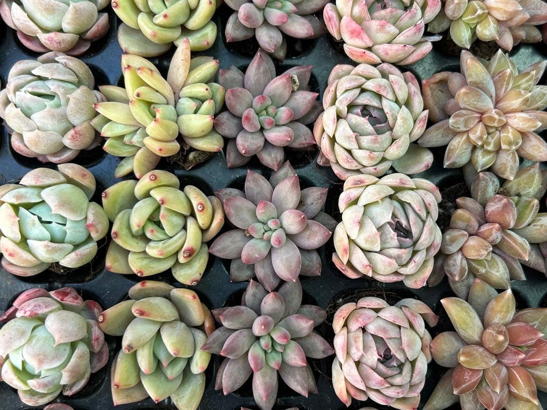 多肉植物 プラグ苗 70個セット ㉕ 【手入れ済】エケベリア 韓国苗 詰め合わせ