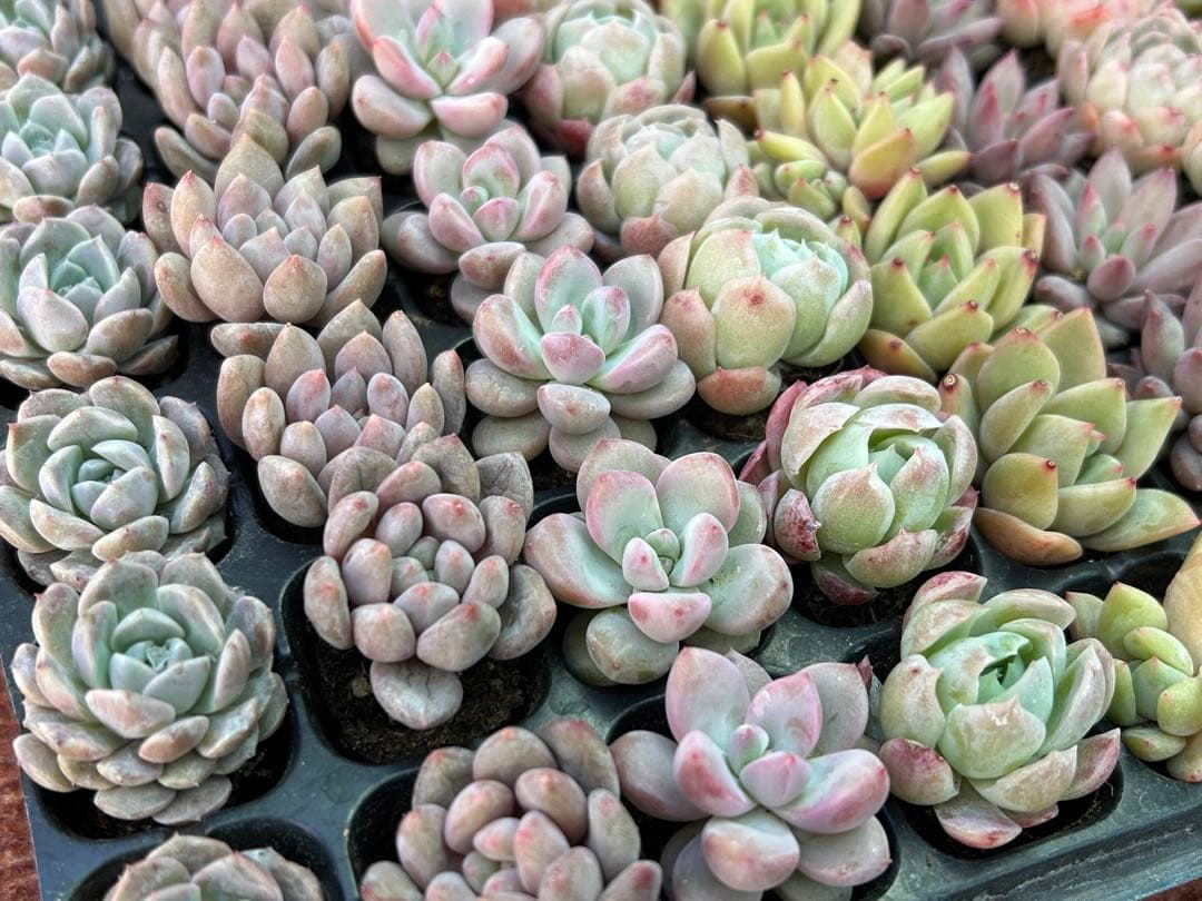 多肉植物 プラグ苗 70個セット ㉕ 【手入れ済】エケベリア 韓国苗 詰め合わせ