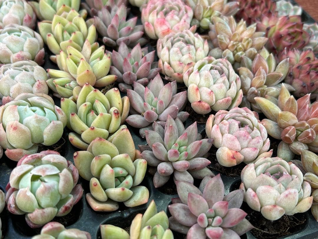 多肉植物 プラグ苗 70個セット ㉕ 【手入れ済】エケベリア 韓国苗 詰め合わせ