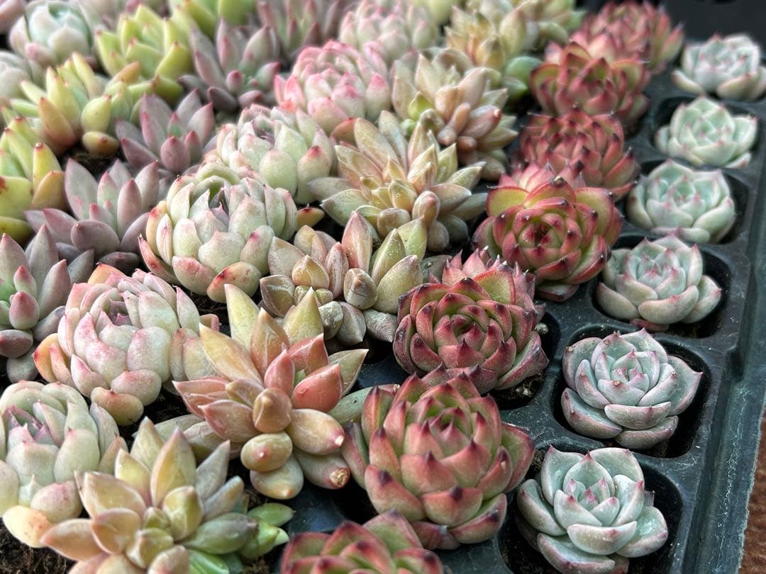 多肉植物 プラグ苗 70個セット ㉕ 【手入れ済】エケベリア 韓国苗 詰め合わせ