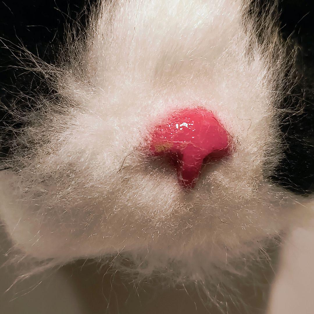 ハチワレ　猫　アートドール　キーホルダー　丸目