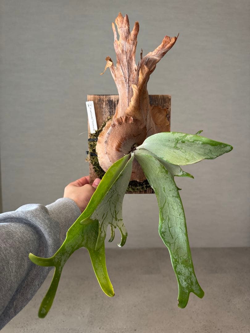 P.willinckii\"Trichiurus\" 小株アリ