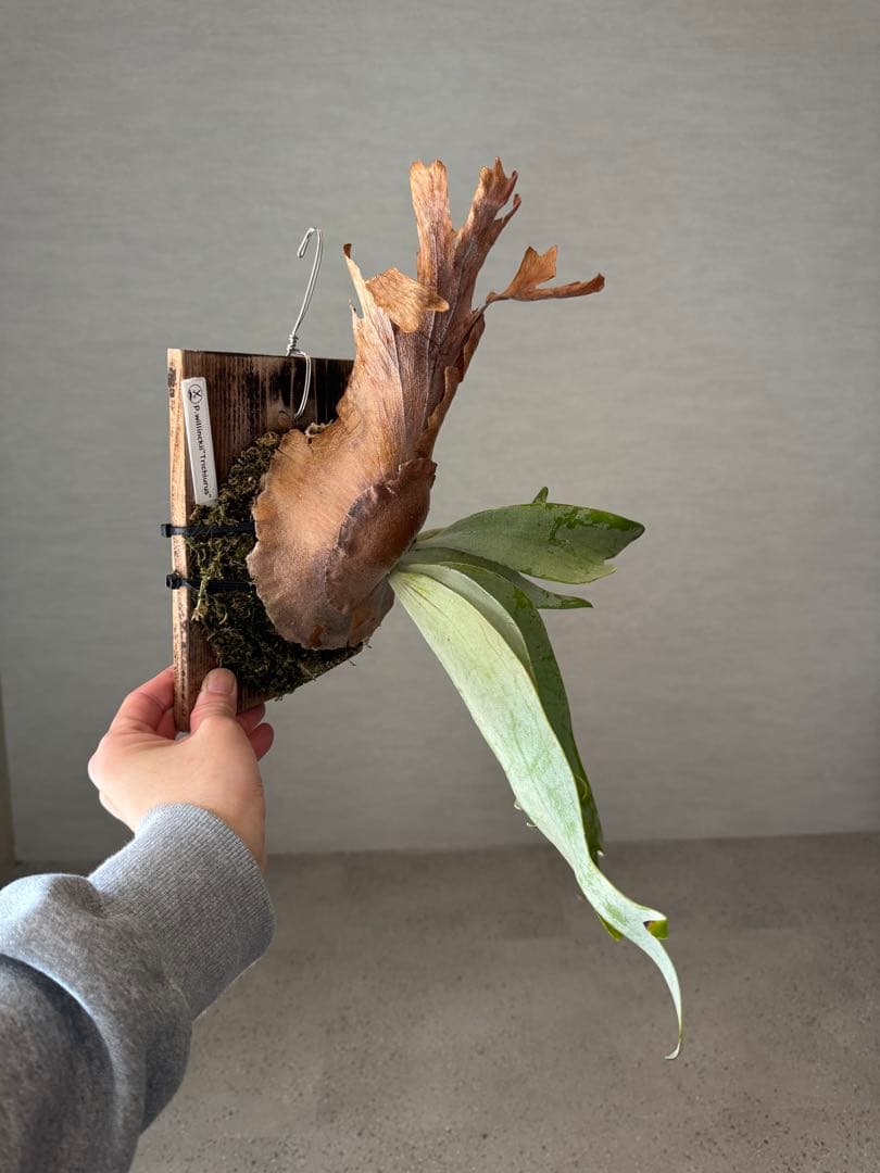 P.willinckii\"Trichiurus\" 小株アリ