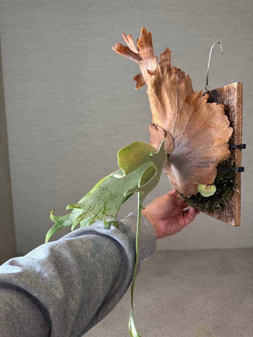 P.willinckii\"Trichiurus\" 小株アリ