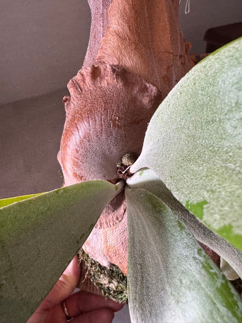 P.willinckii\"Trichiurus\" 小株アリ