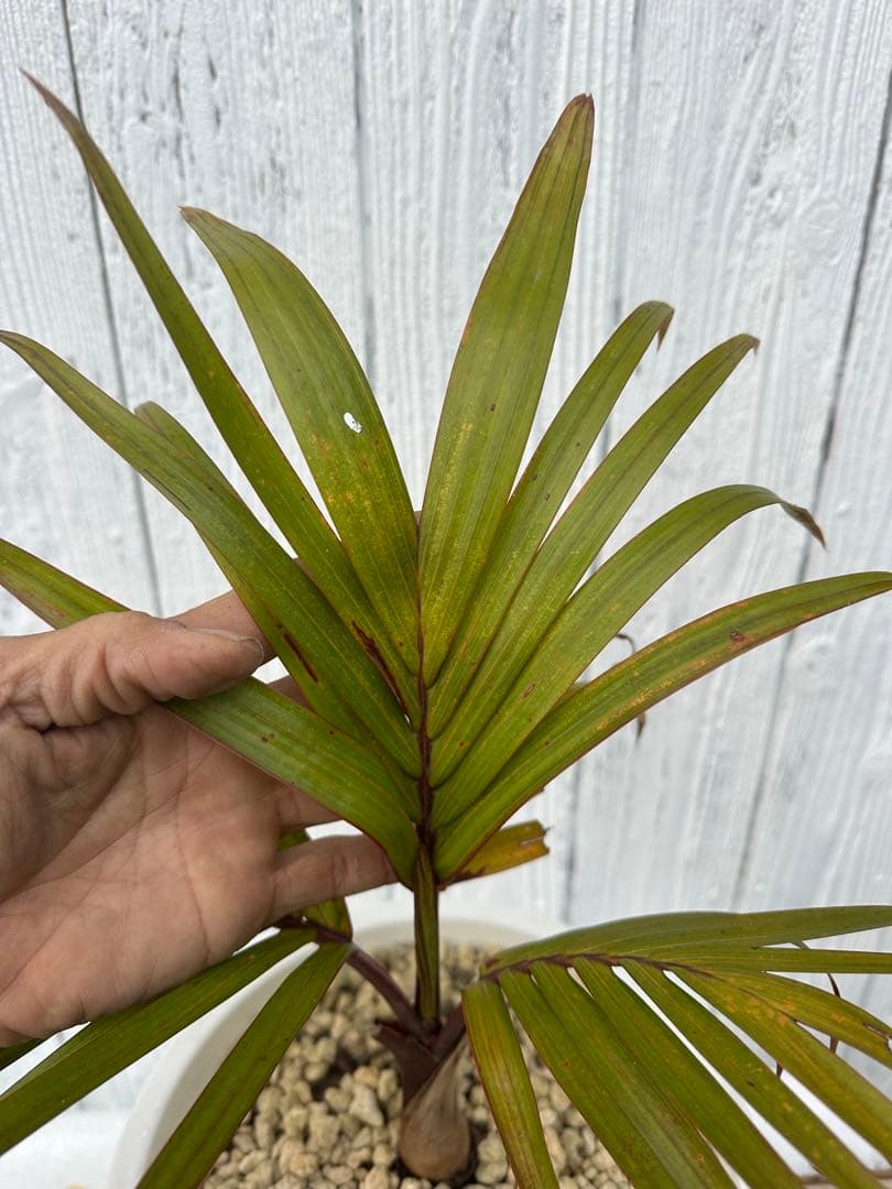 トックリヤシ　Bottle palm