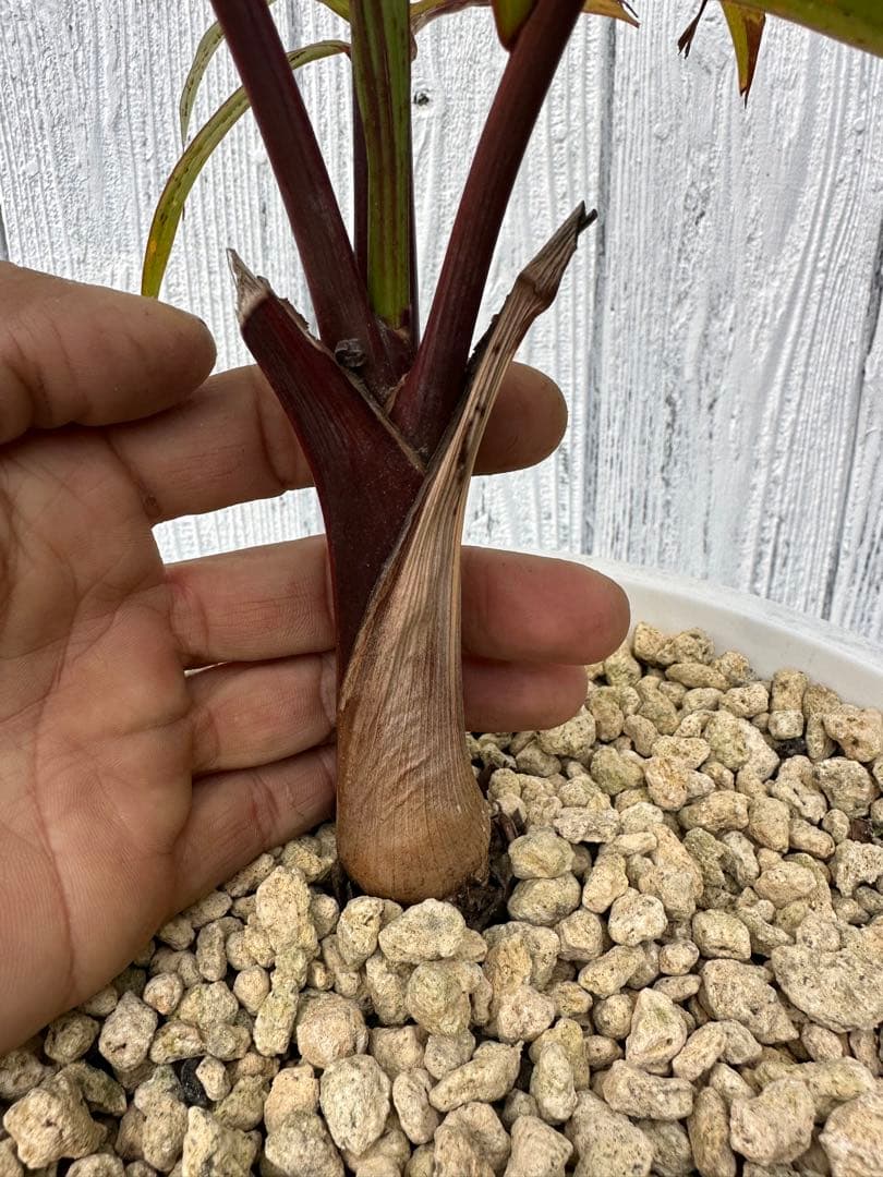 トックリヤシ　Bottle palm