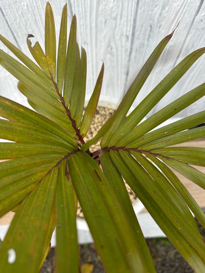 トックリヤシ　Bottle palm