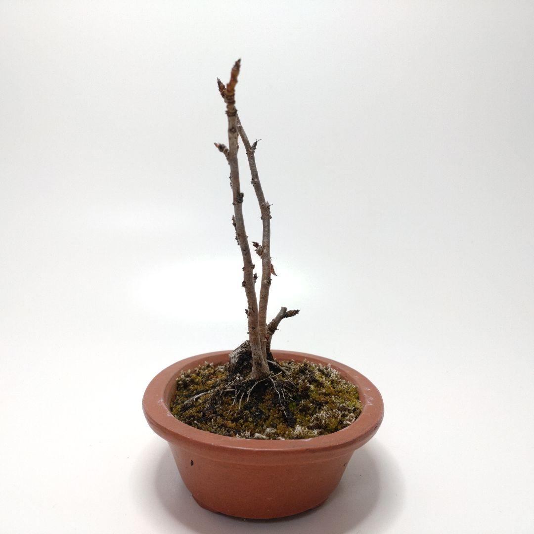 寒樹桜桃（サクランボ）盆栽 SS013