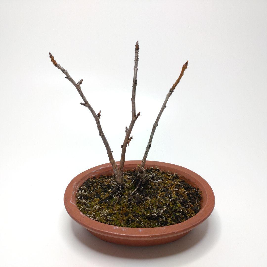寒樹桜桃（サクランボ）盆栽 SS013