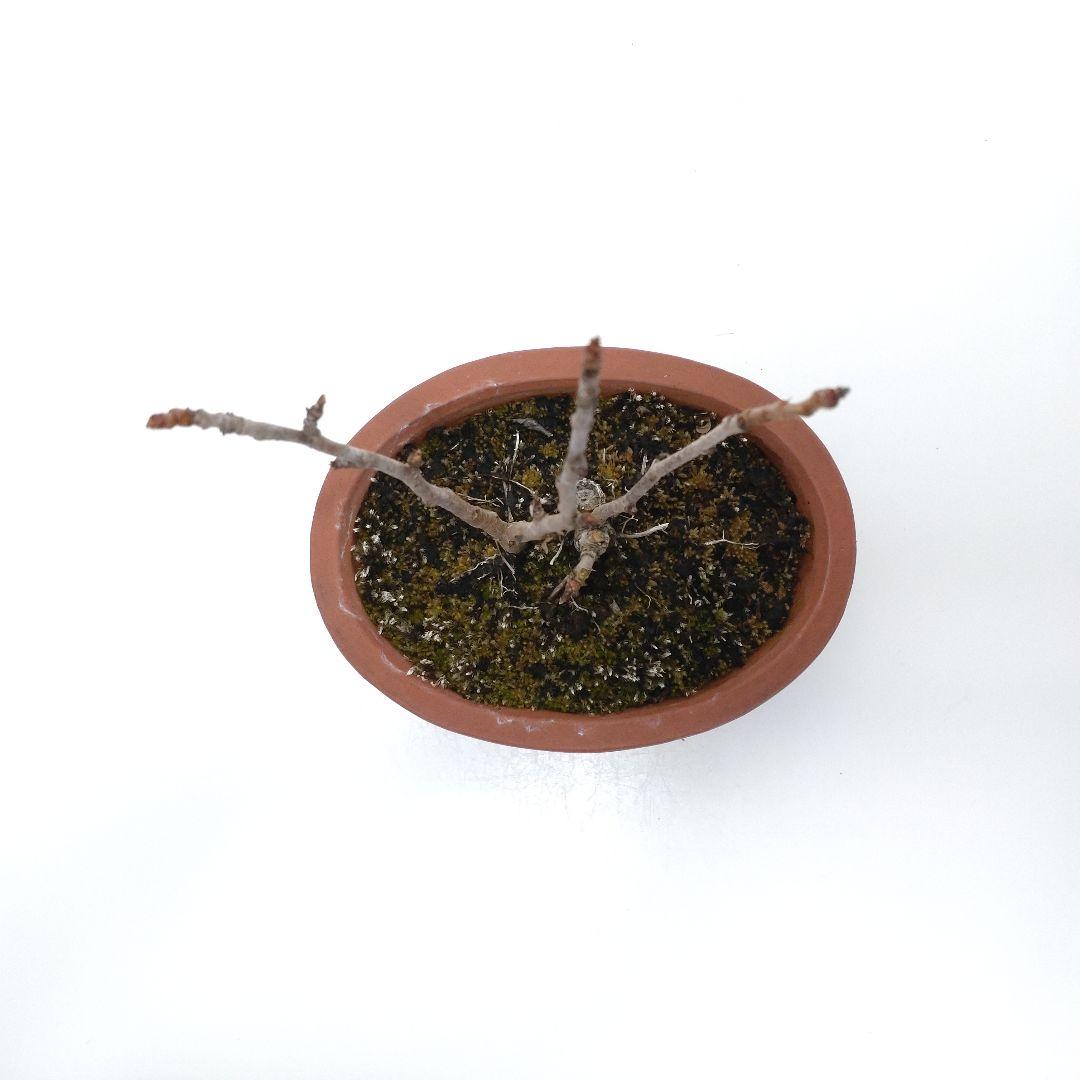 寒樹桜桃（サクランボ）盆栽 SS013