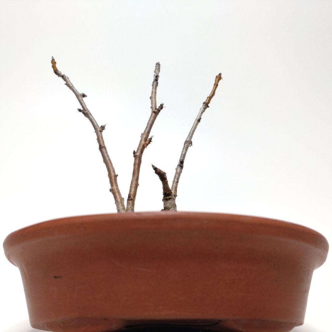 寒樹桜桃（サクランボ）盆栽 SS013