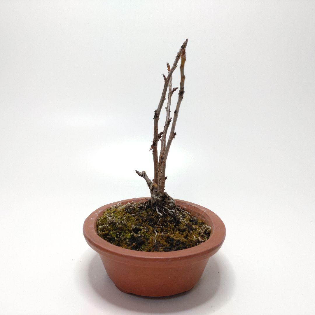 寒樹桜桃（サクランボ）盆栽 SS013