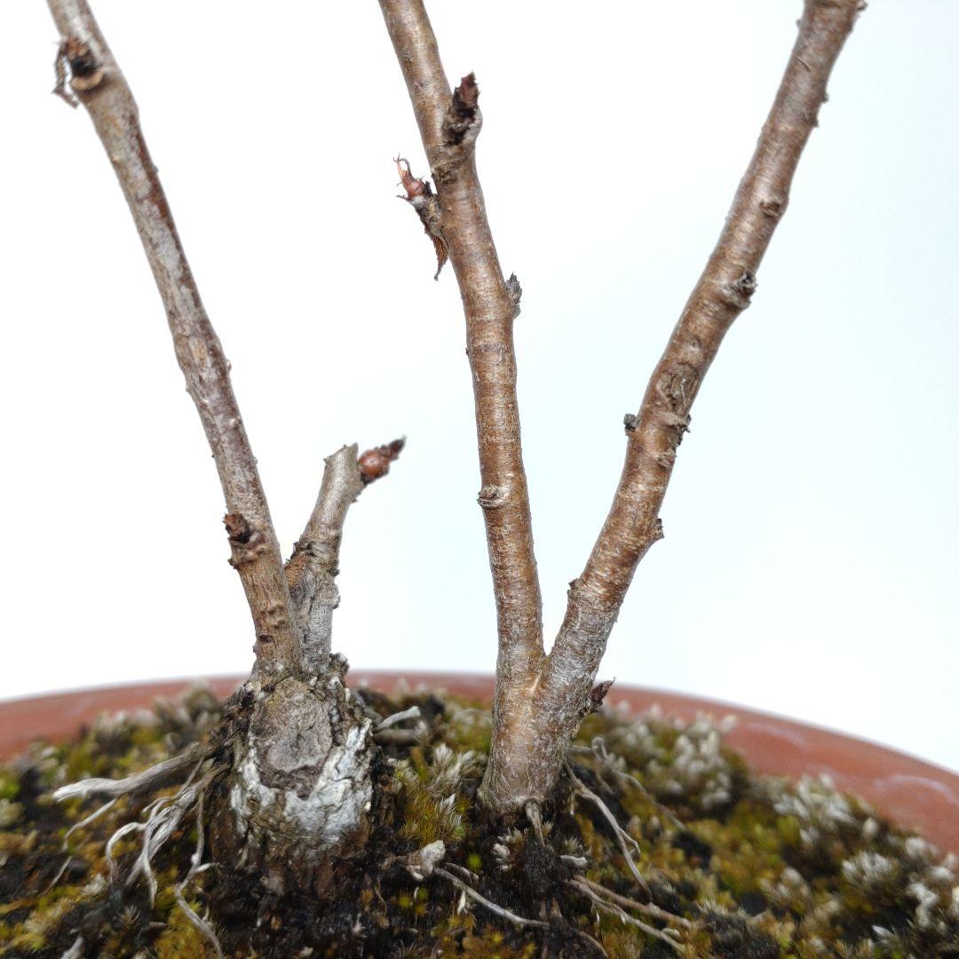 寒樹桜桃（サクランボ）盆栽 SS013