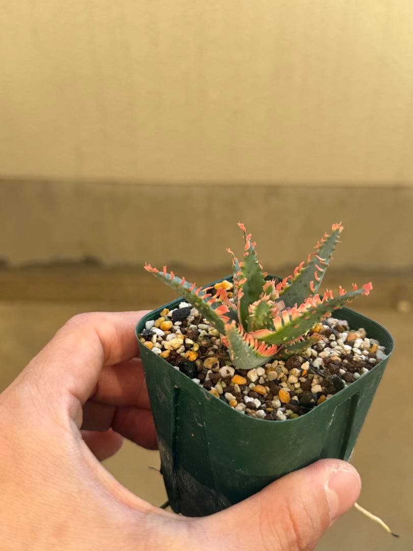 【売り切り値下げ】TCTアロエ3株セット