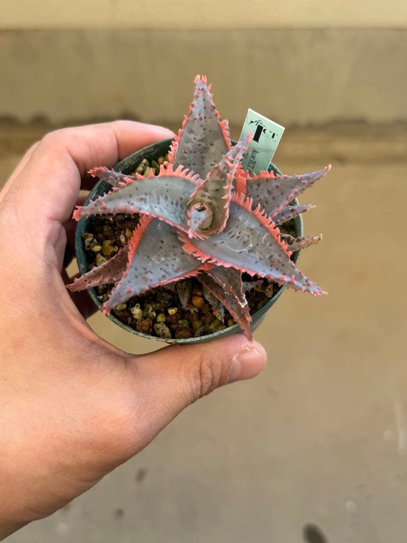 【売り切り値下げ】TCTアロエ3株セット