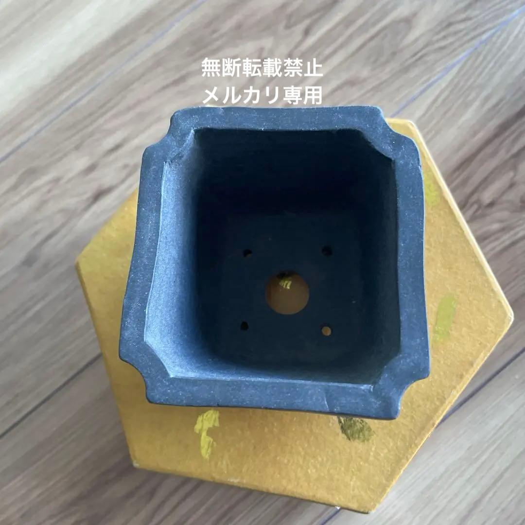ミニ盆栽鉢　小品盆栽　桑津香石　絵鉢　梅　滝　山野草