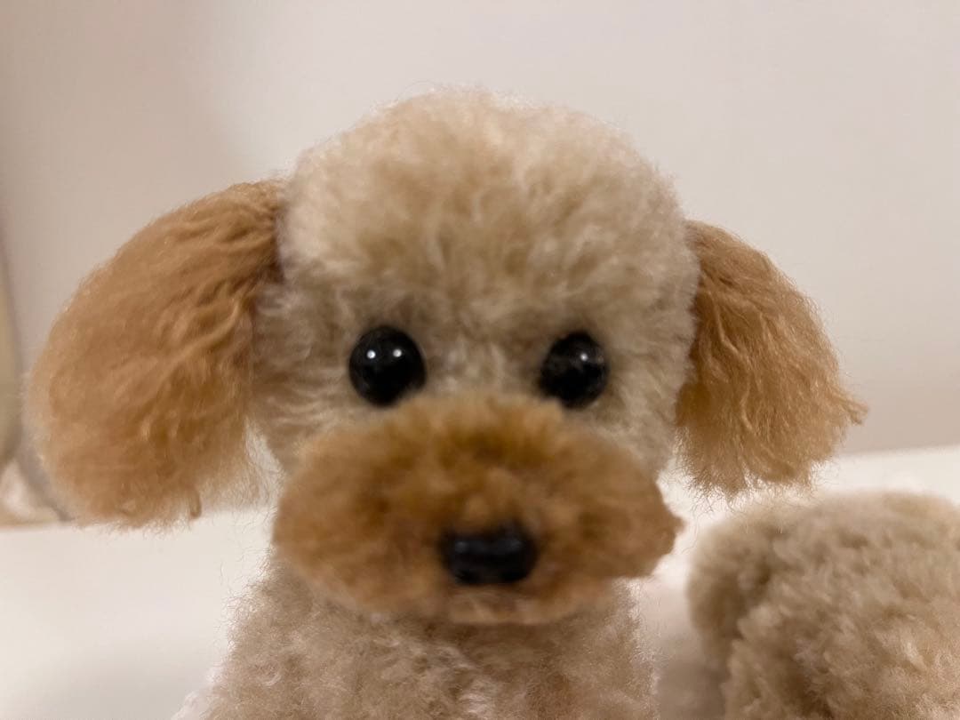 midorippeさま アプリコット（茶耳）伏せポーズ　お座りポーズ