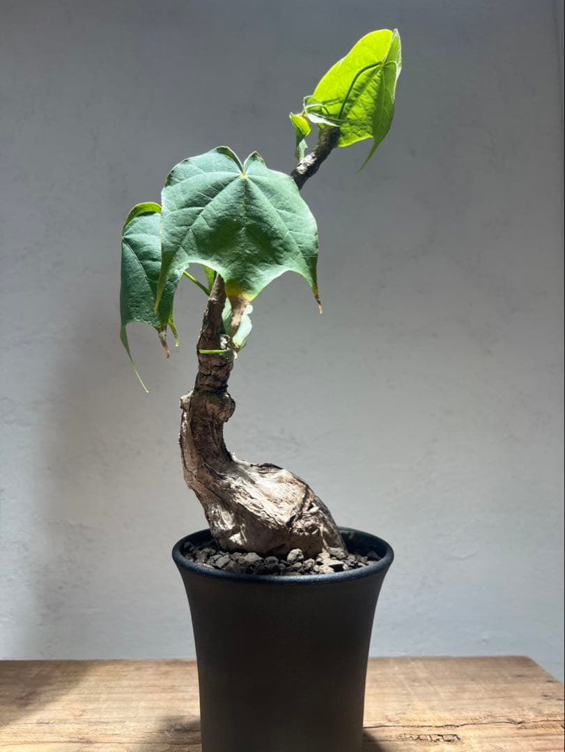 フィルミアナ・コロラータ Firmiana colorata