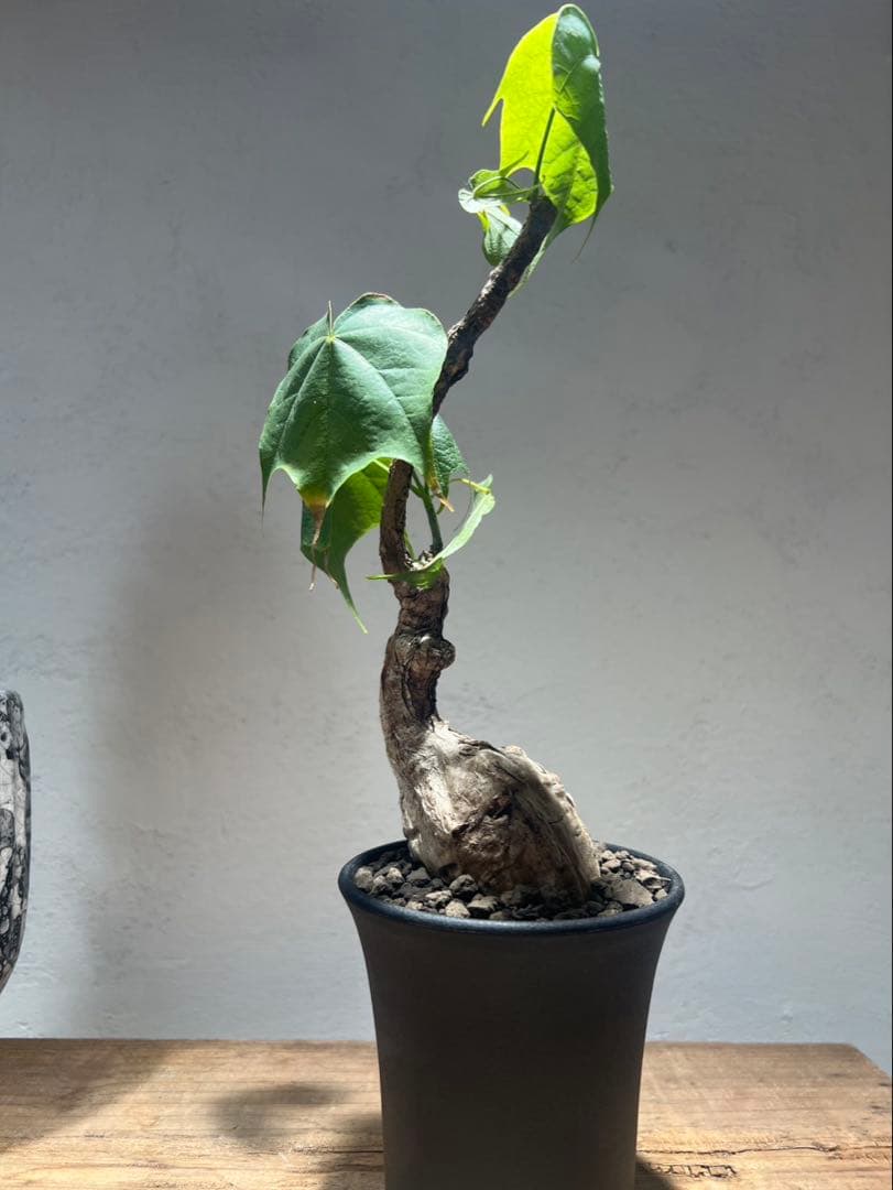 フィルミアナ・コロラータ Firmiana colorata