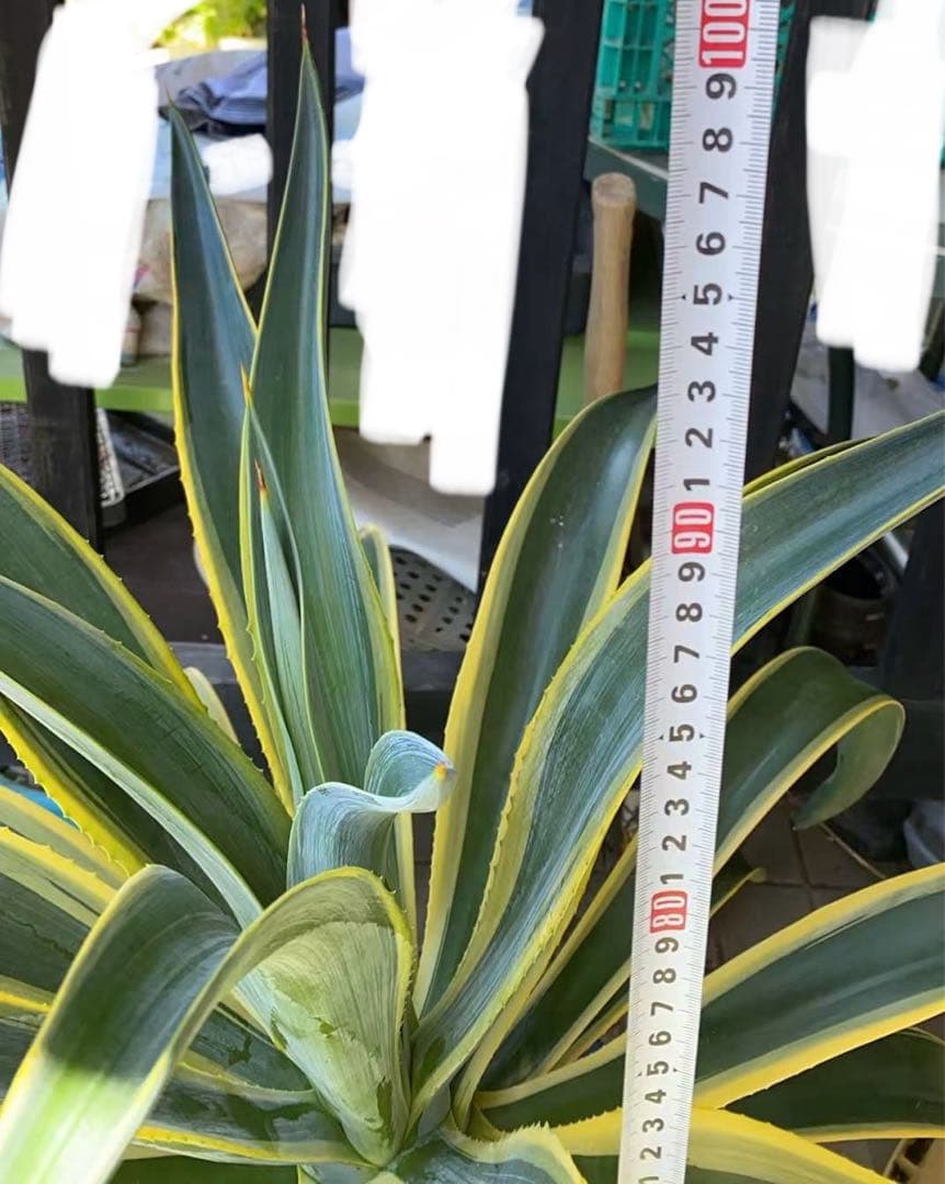 【特価】大型　アガベ　ベネズエラ　匿名配送　抜き苗発送