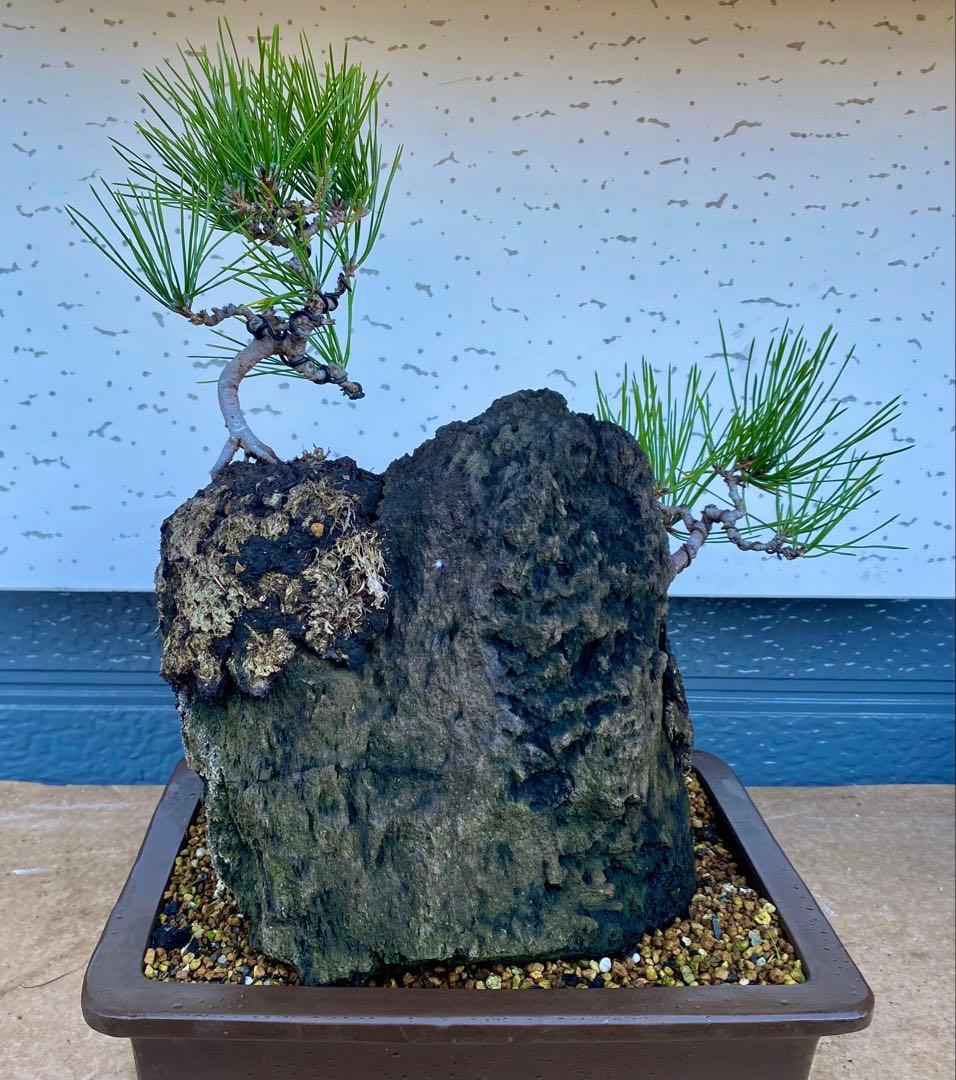 盆栽　自然石付き黒松　盆景　眺めいい❣️2鉢で