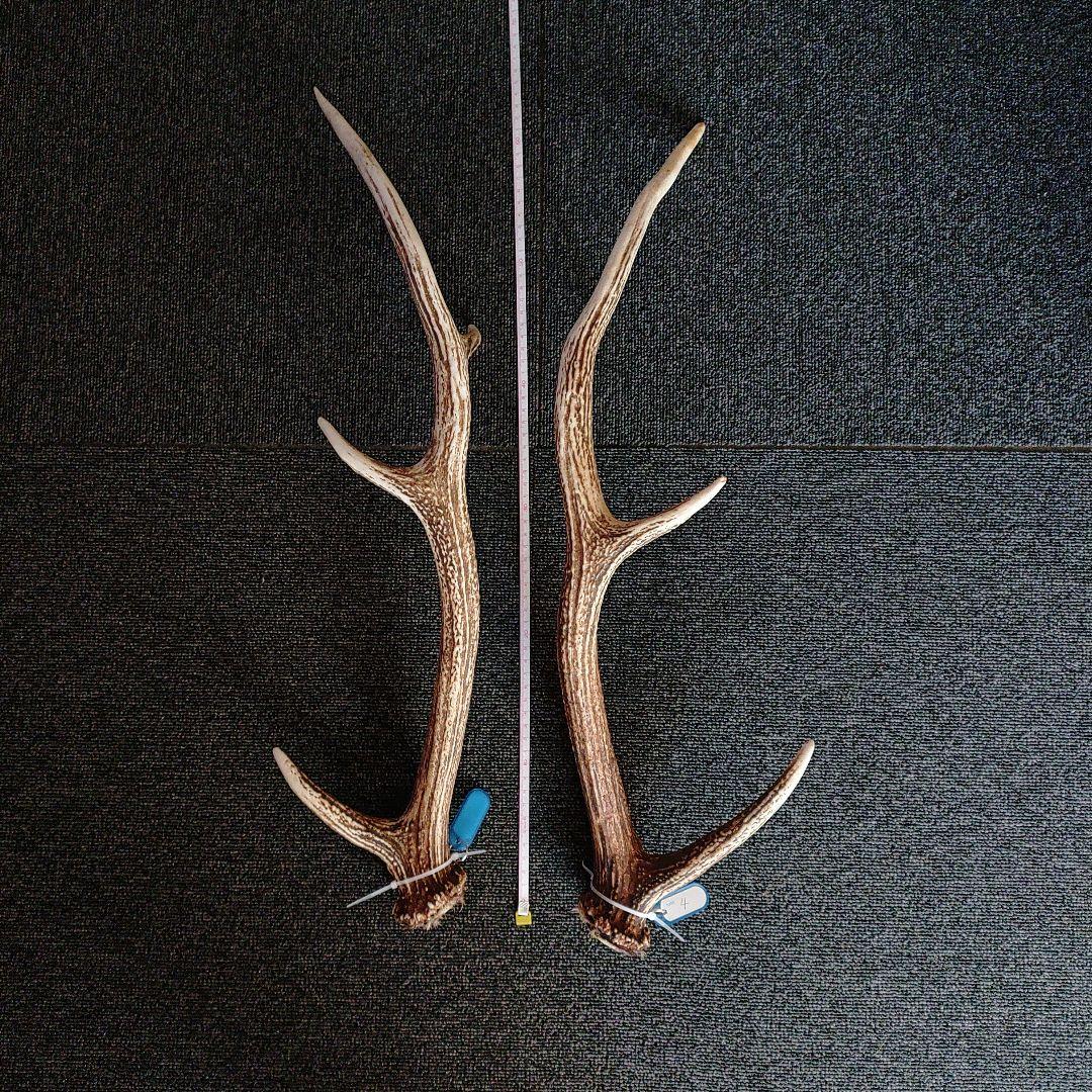 自然な形状の蝦夷角 約62cm