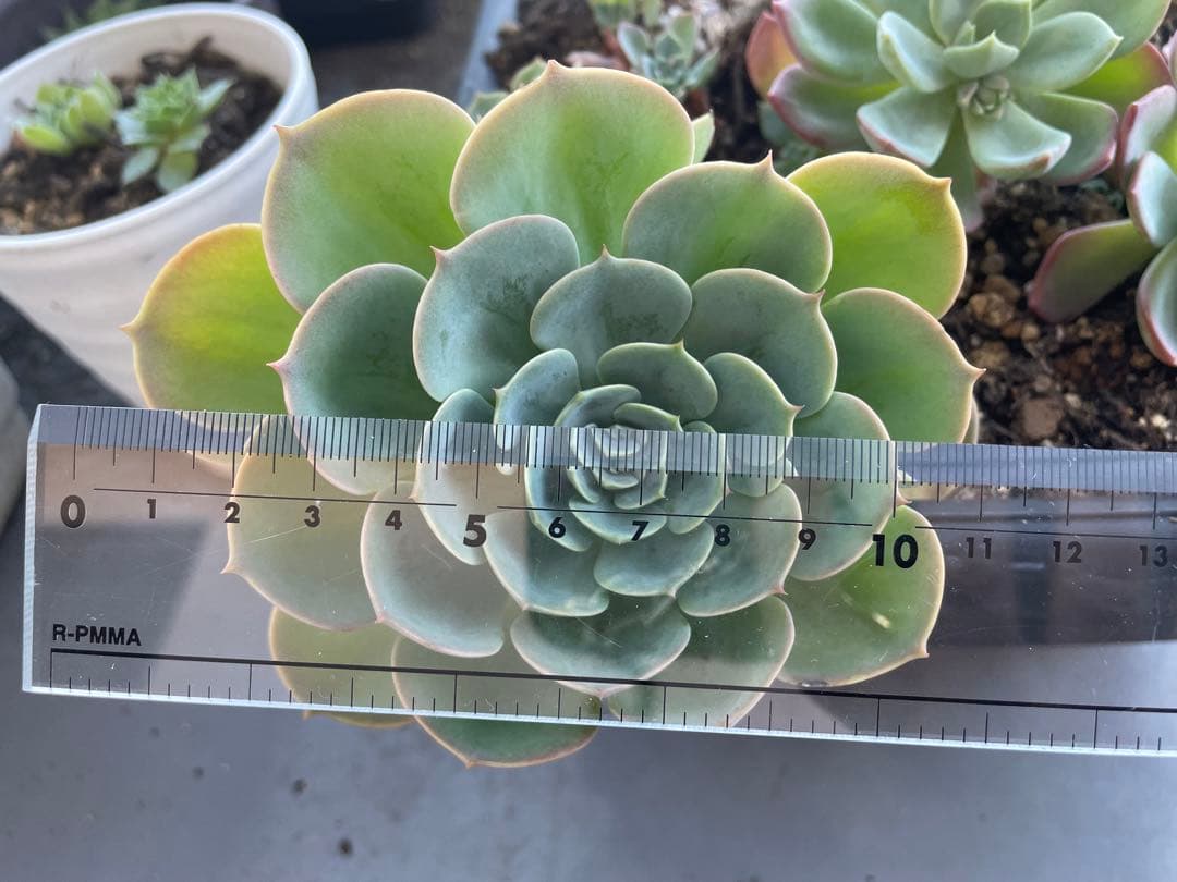 七福神⑦ エケベリア　多肉植物