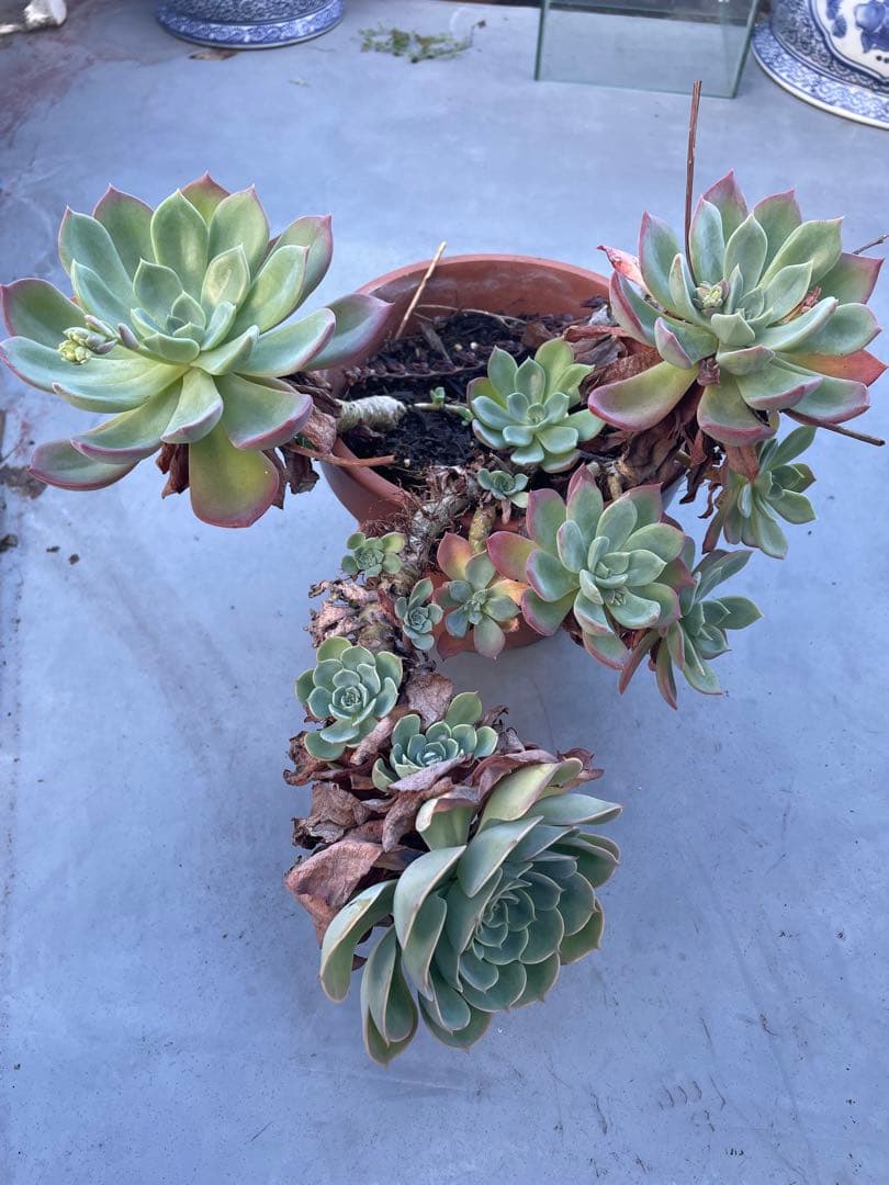 七福神⑦ エケベリア　多肉植物