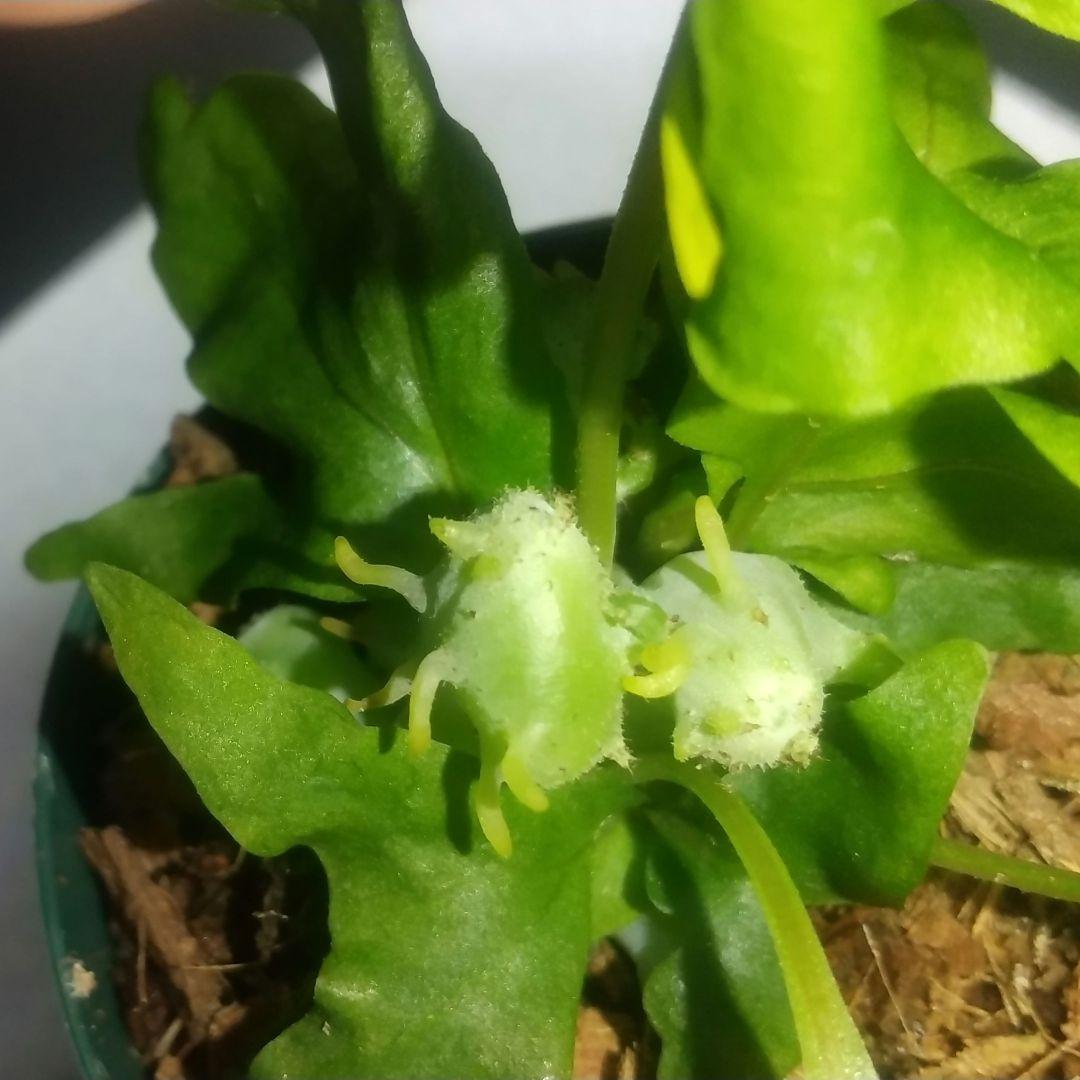 ② レカノプテリス バルゴイ ノース スラウェシ