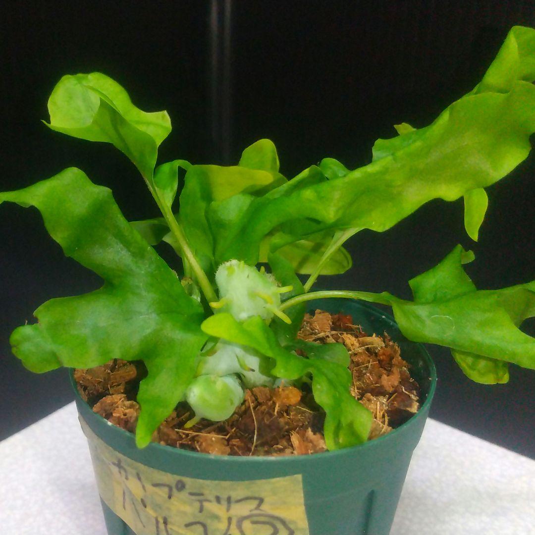 ② レカノプテリス バルゴイ ノース スラウェシ