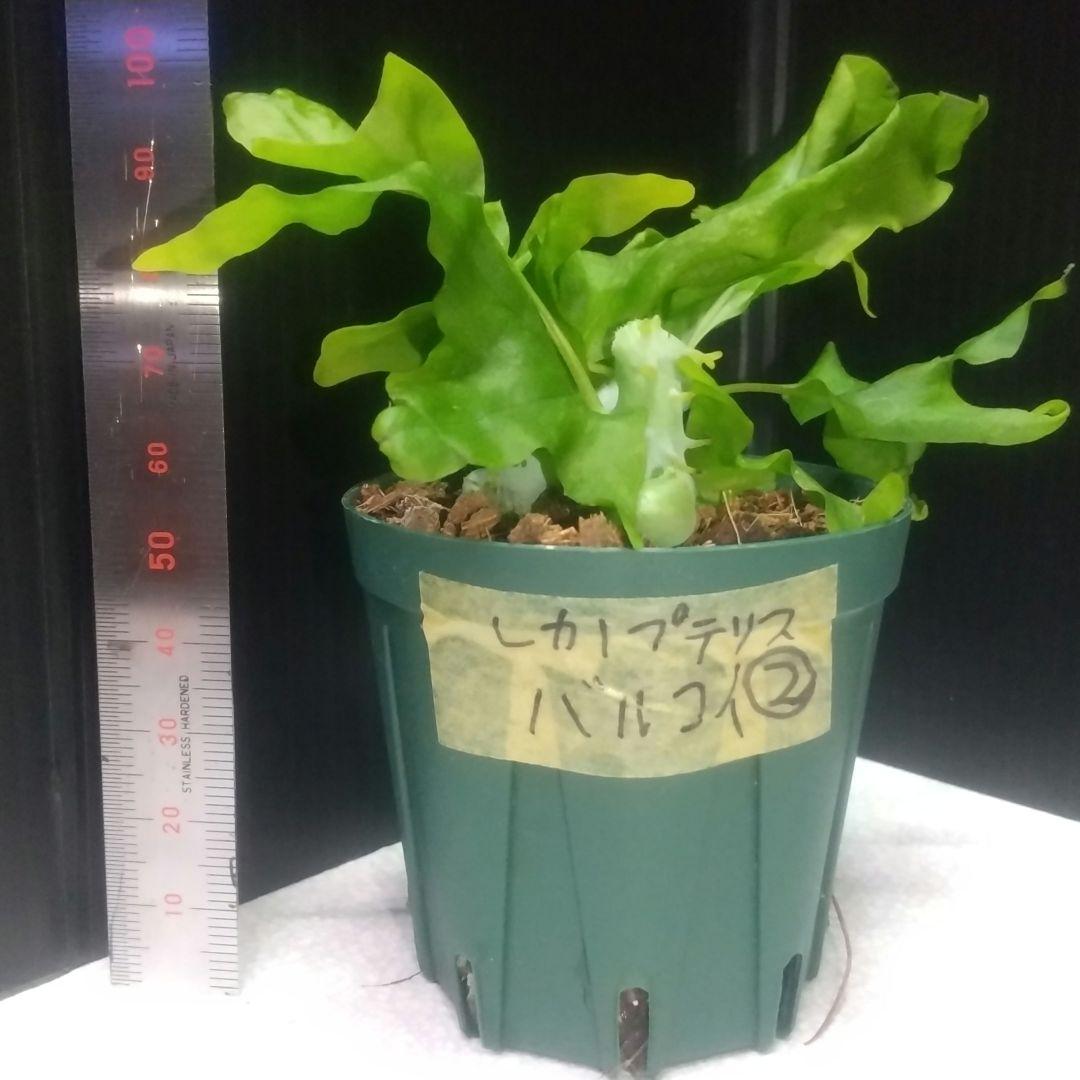 ② レカノプテリス バルゴイ ノース スラウェシ