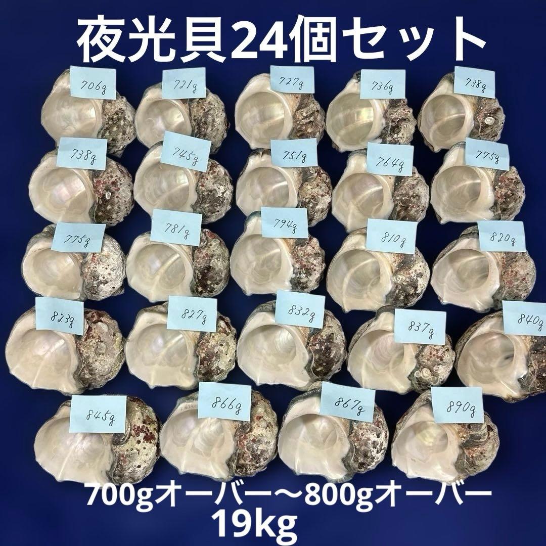 夜光貝　ヤコウ貝　まとめ売り　24個　19kg アクセサリー　ルアー